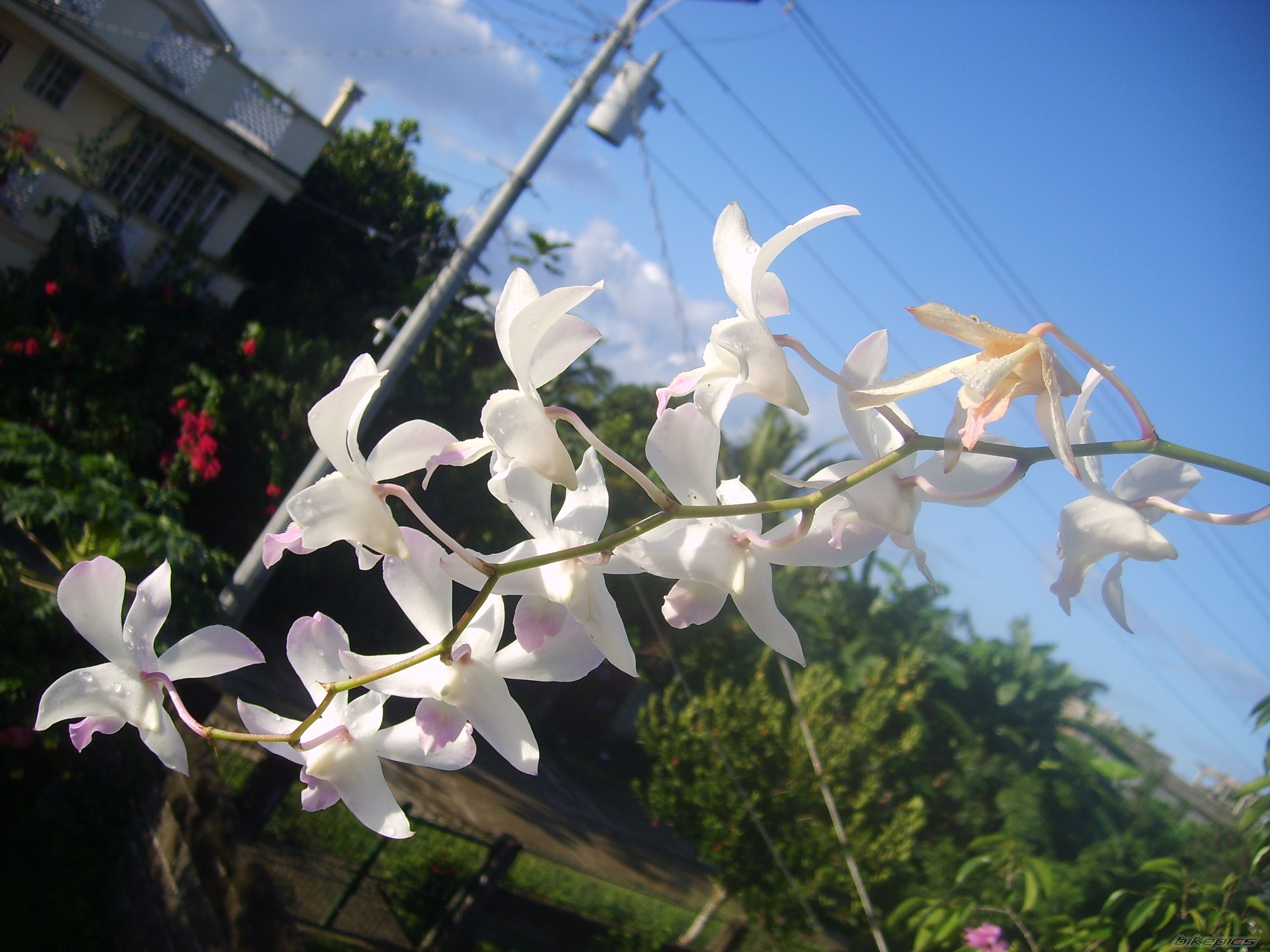 Photo 1495278