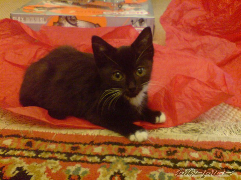 Photo 1511133
