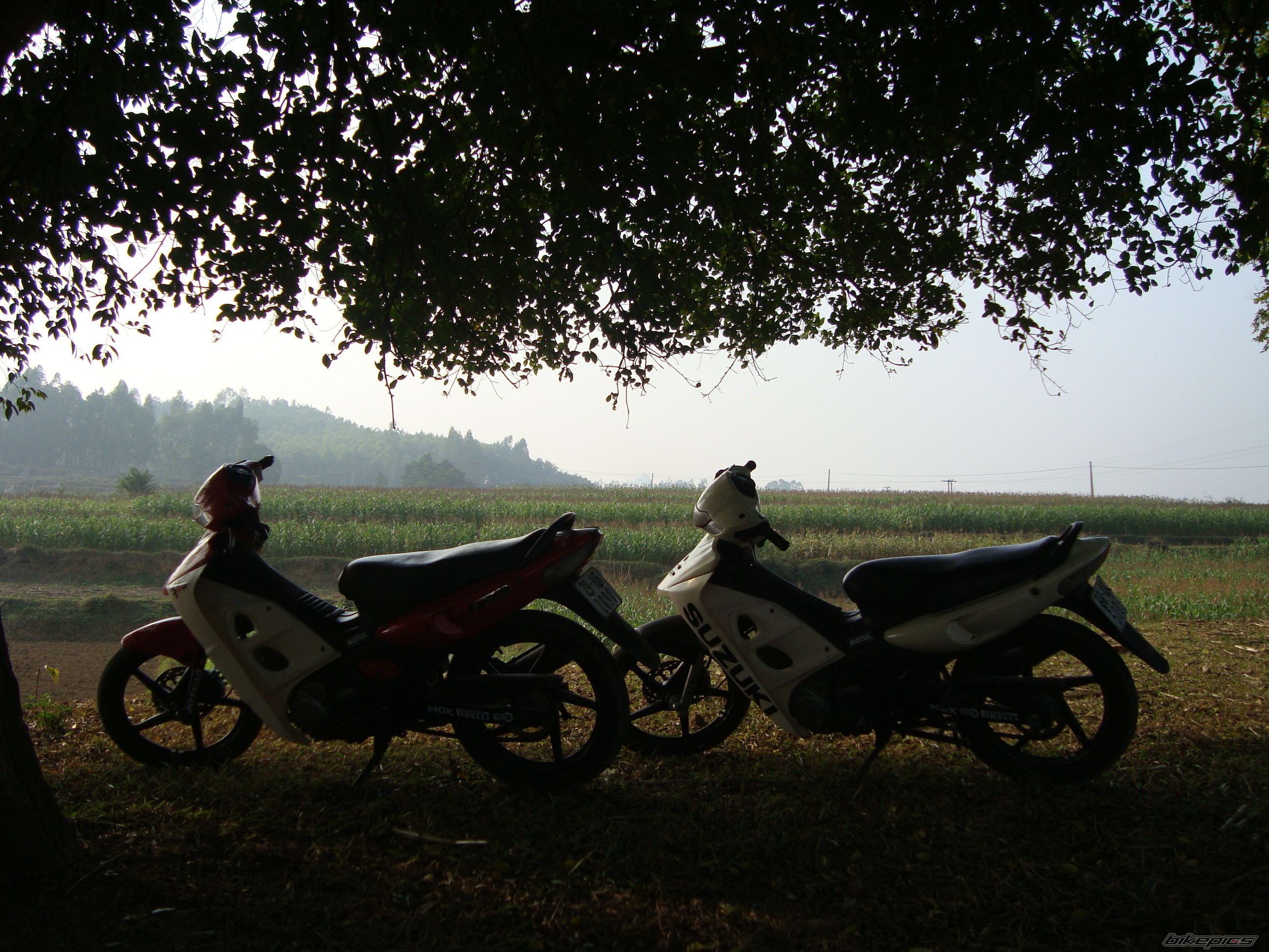 Photo 1530633