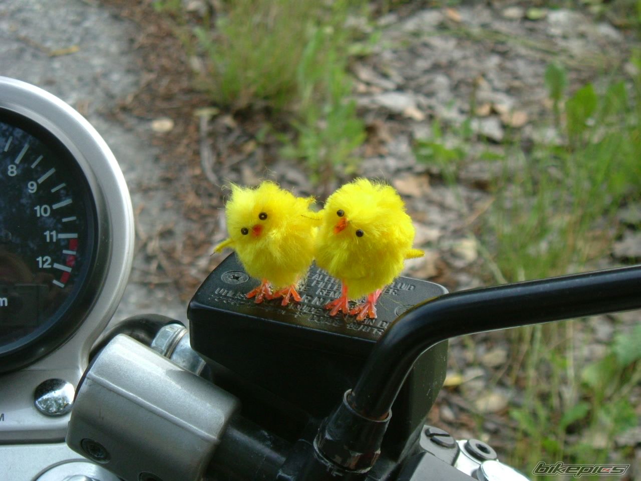 Photo 1531463