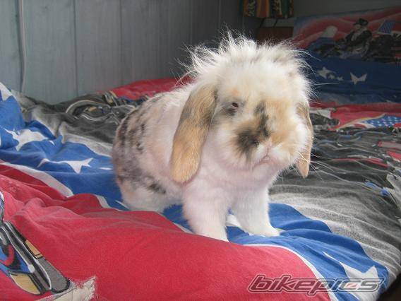 Photo 155116