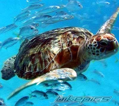 Photo 1561218