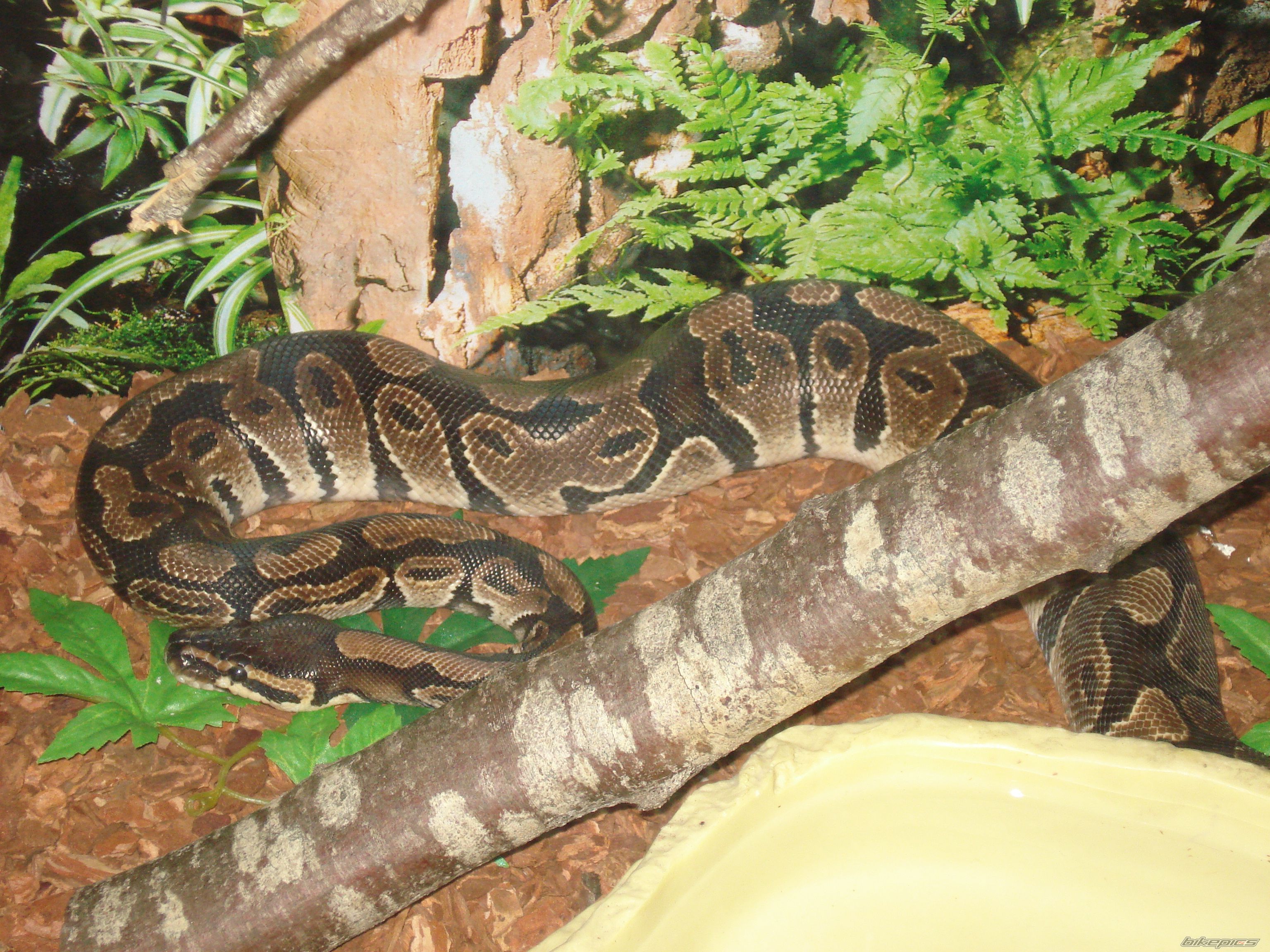 Photo 1571833