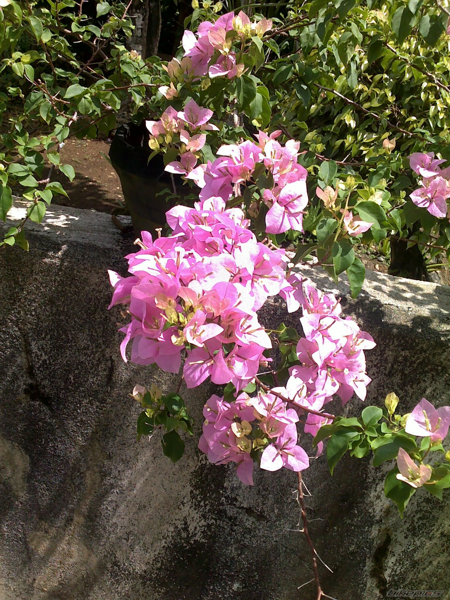 Photo 1626999