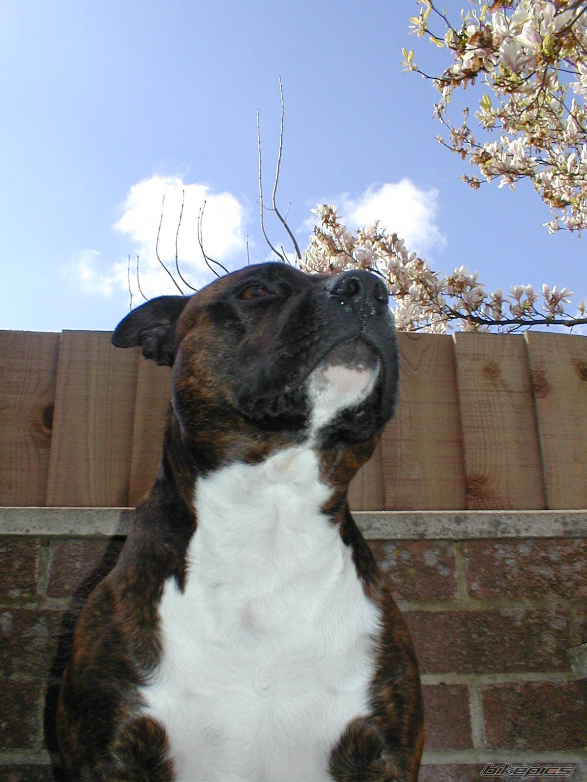Photo 165240