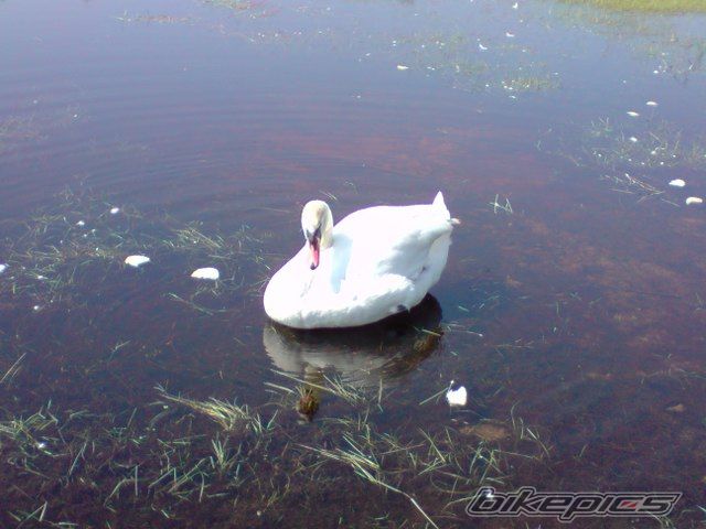Photo 1655198