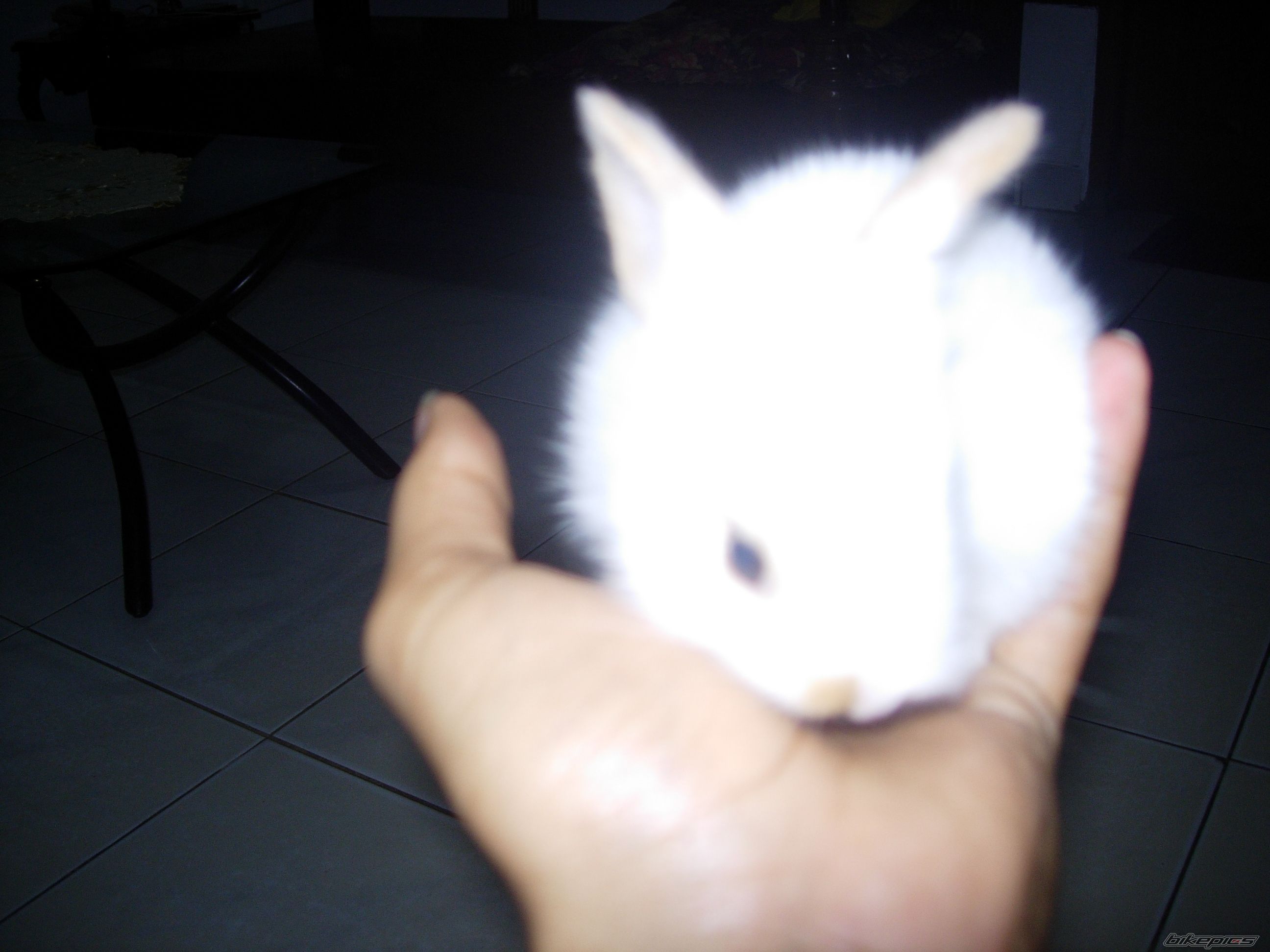 Photo 1683883
