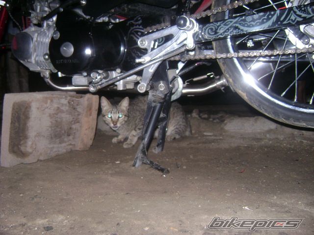 Bike Photo 1685573