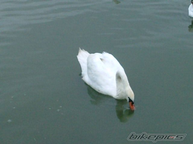 Photo 1702977