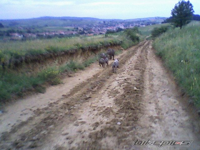 Photo 1717914