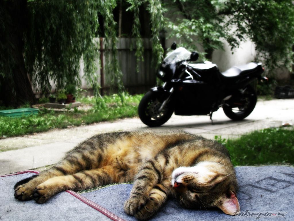 Bike Photo 1735268