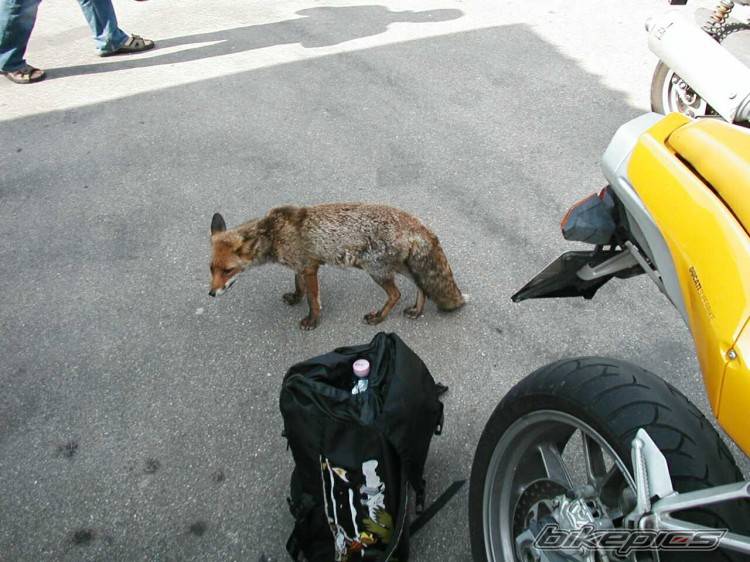 Bike Photo 176300