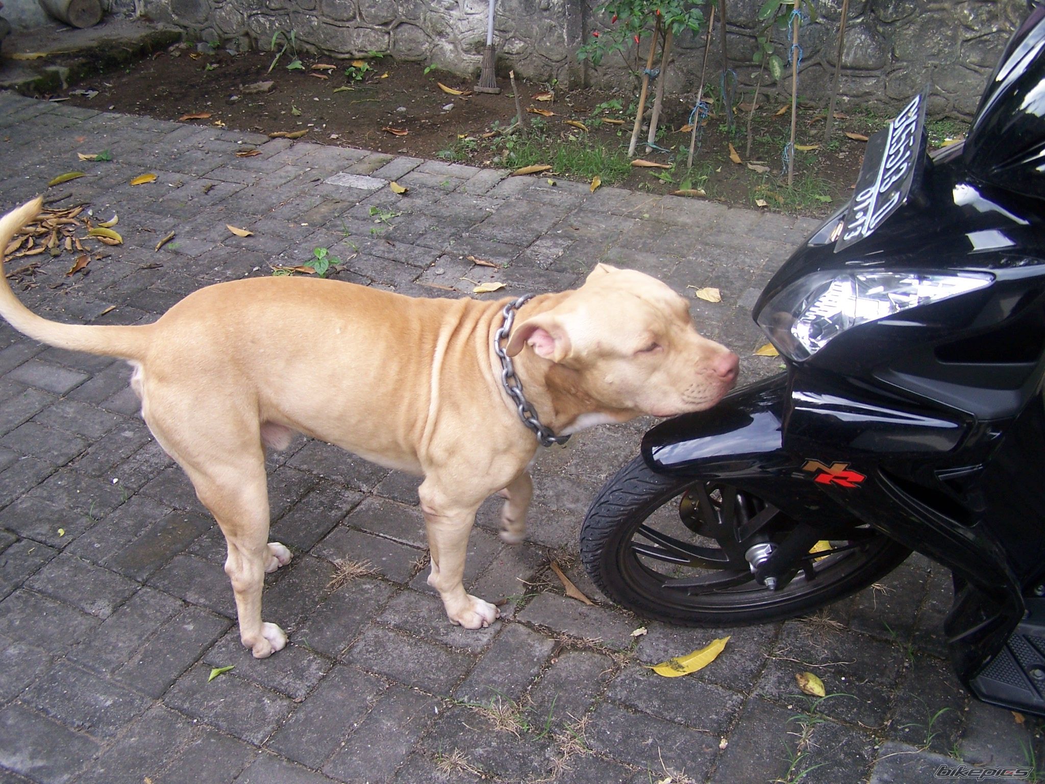 Photo 1773377