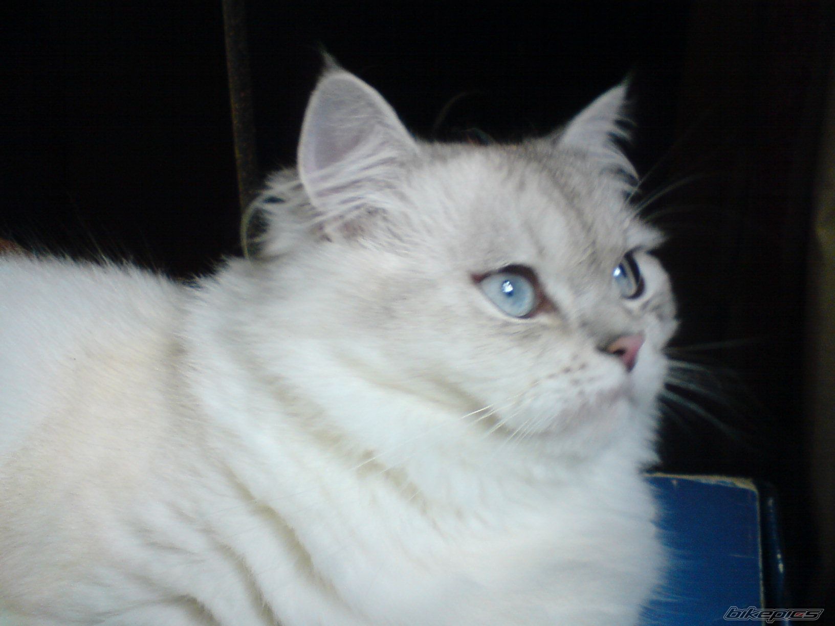 Photo 1787835