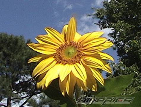 Photo 184918