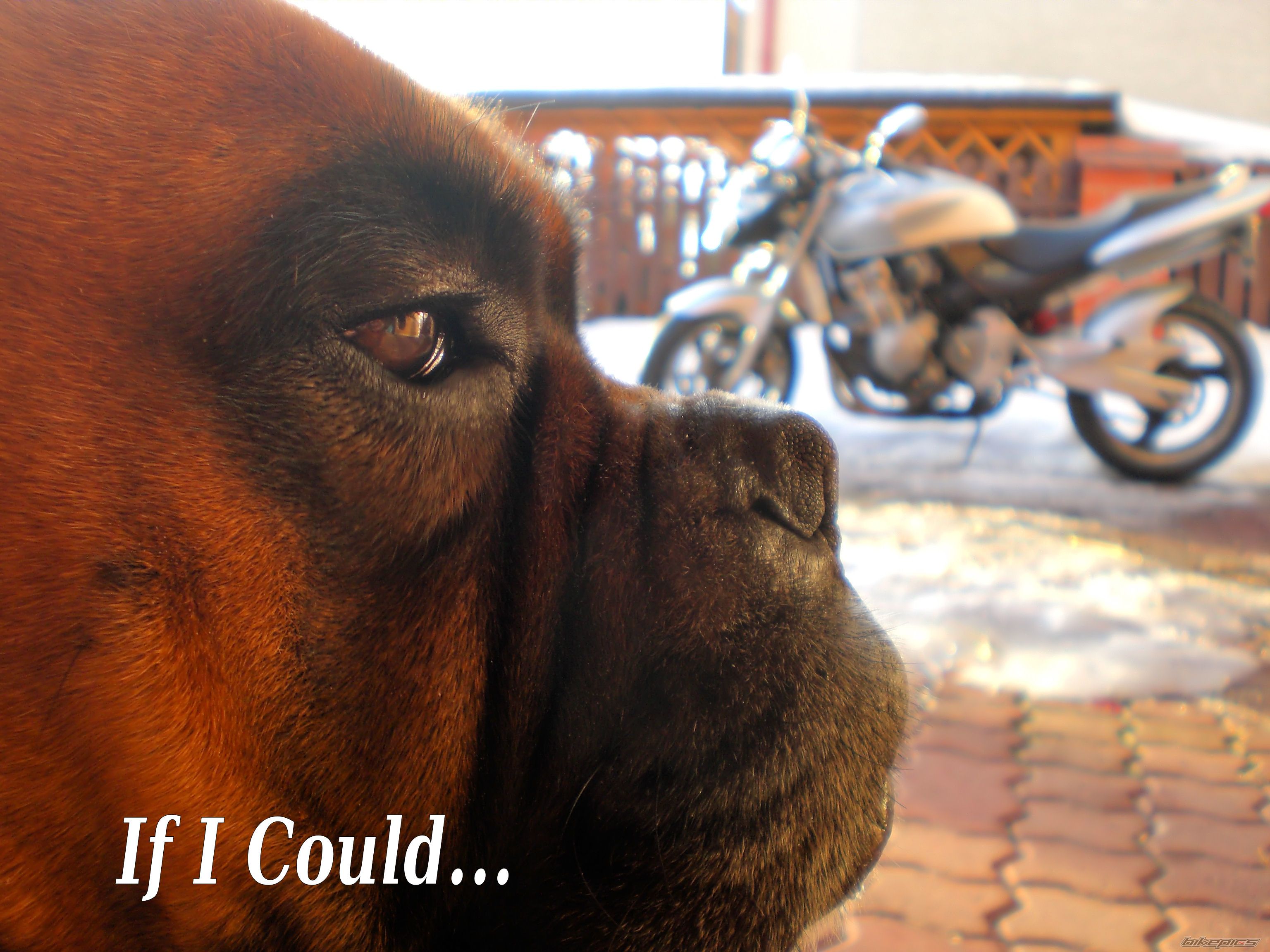 Bike Photo 1909286