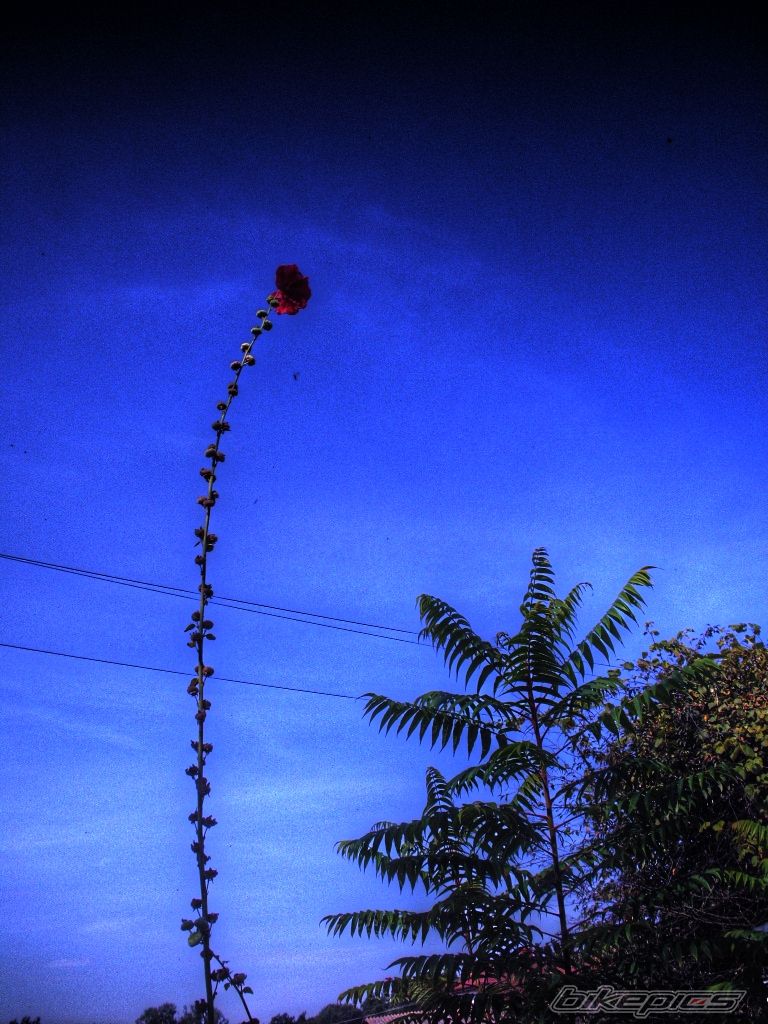 Photo 1969419