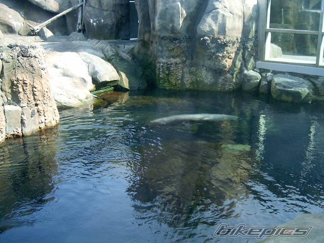 Photo 197748
