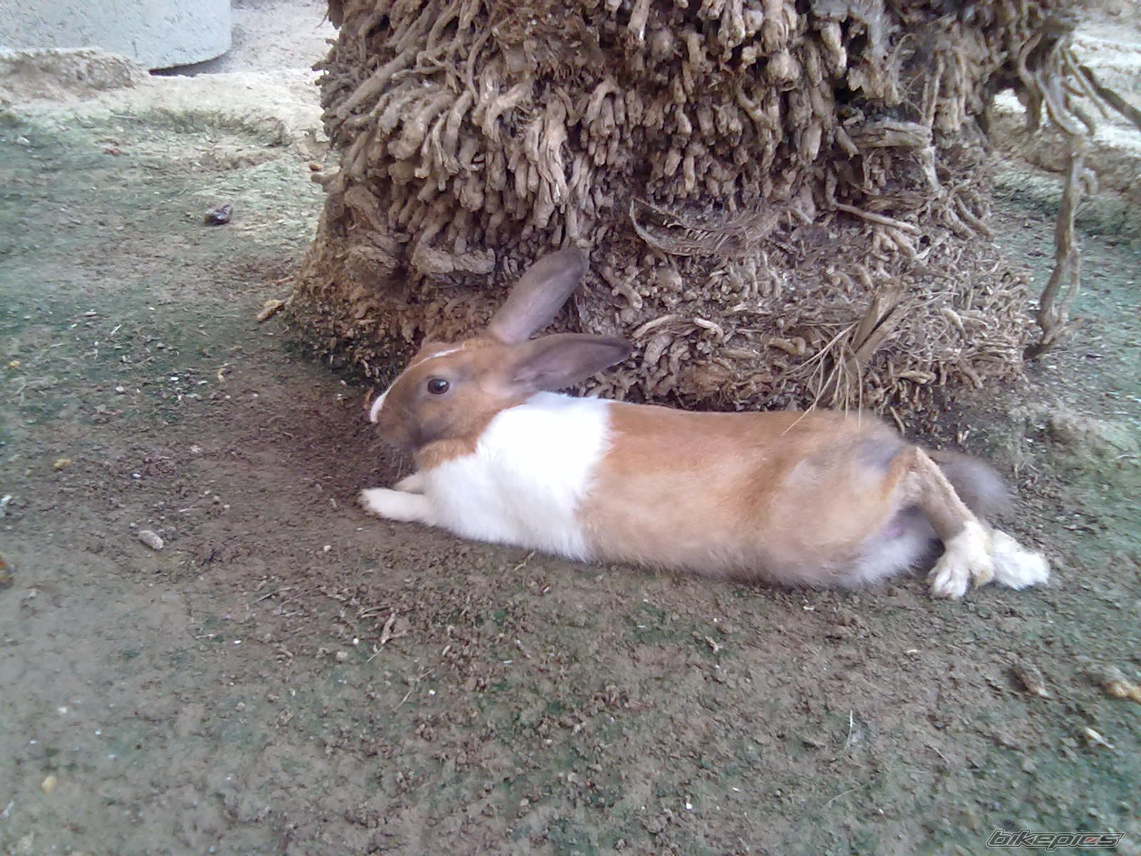 Photo 2035737