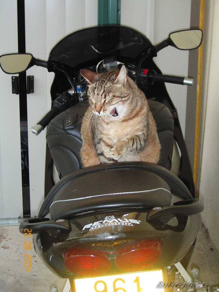 Photo 204294