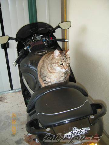 Photo 204707