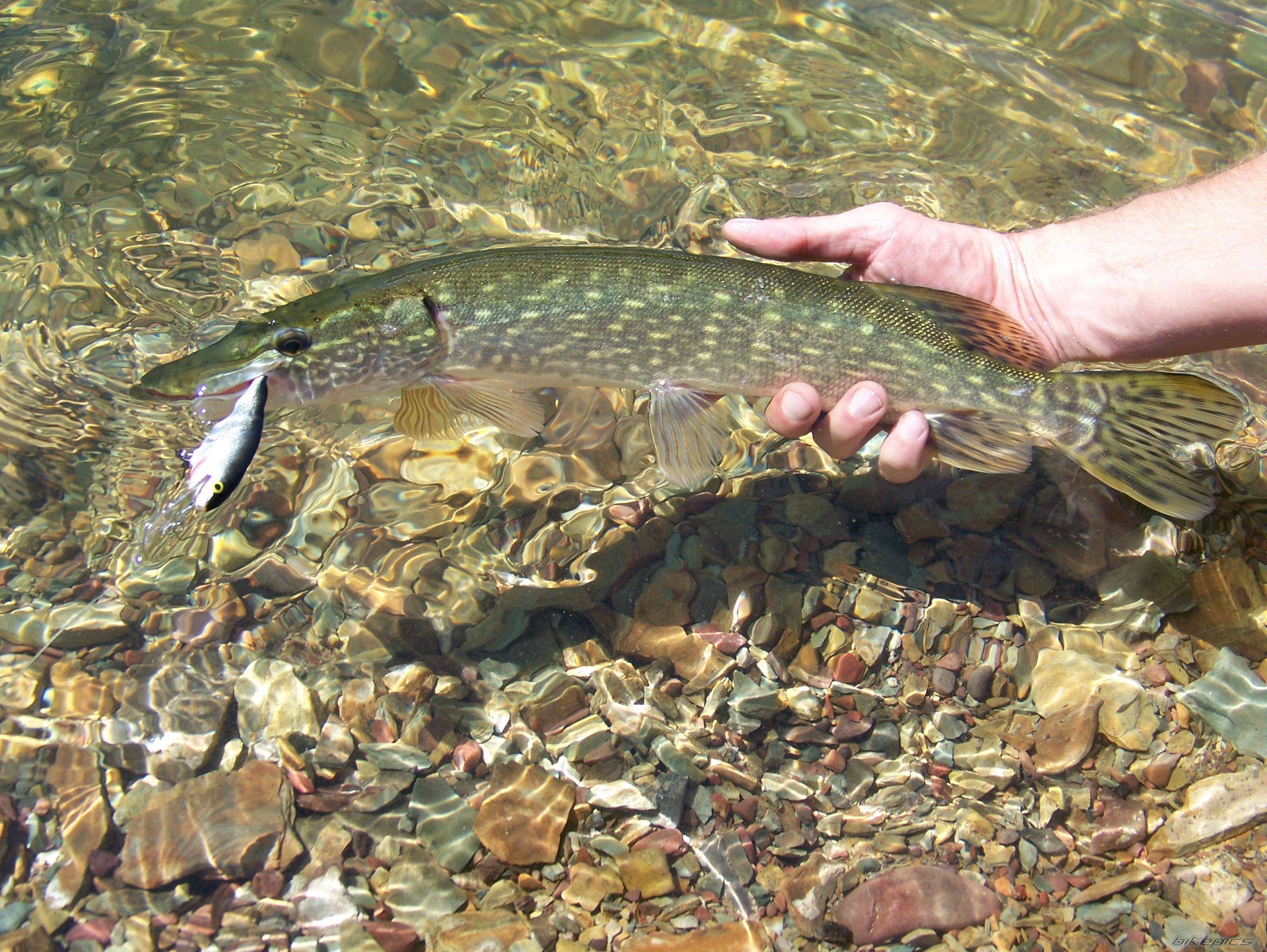 Photo 2058968