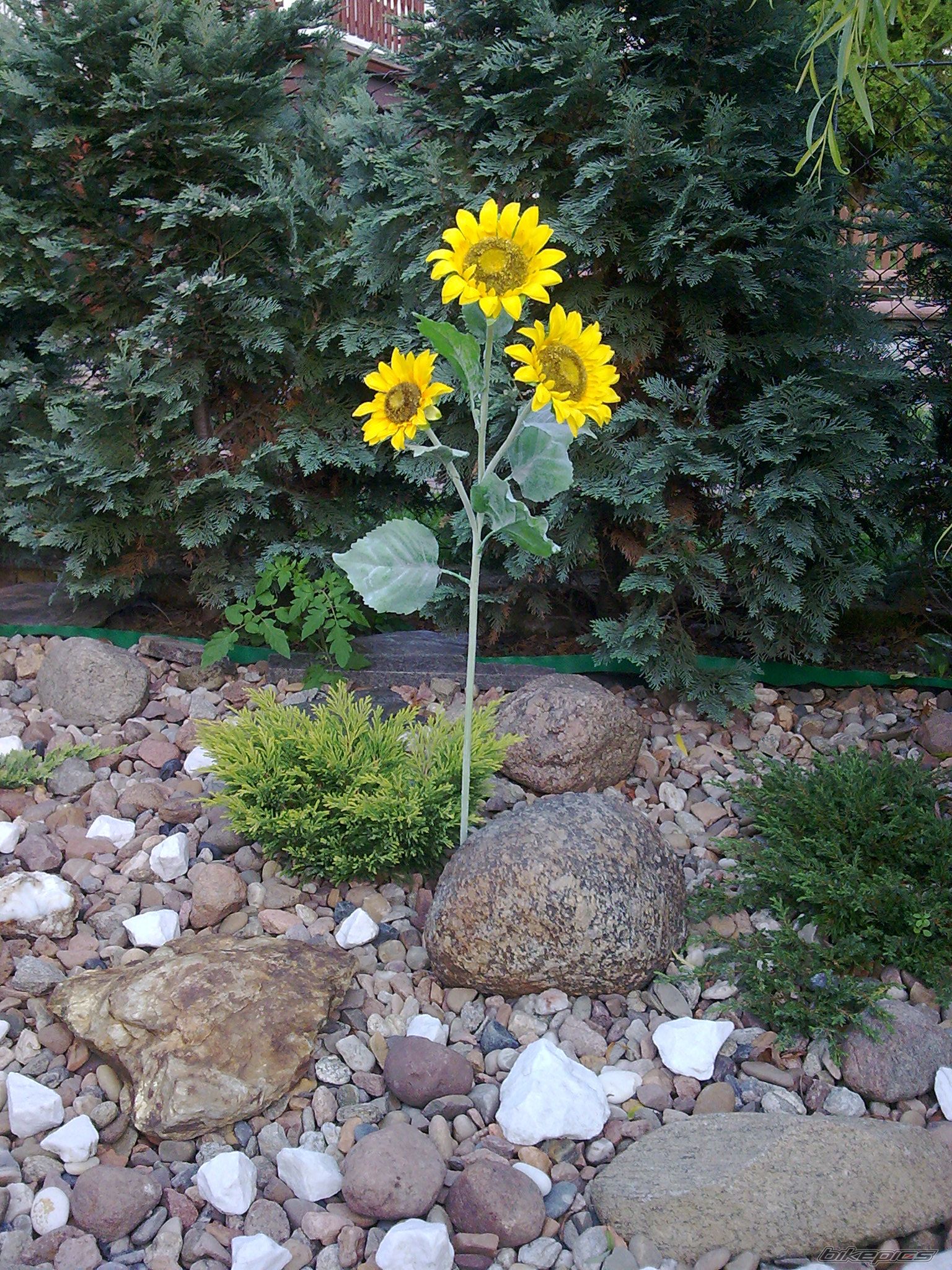 Photo 2065232