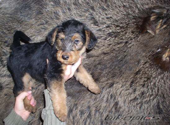 Photo 2074231
