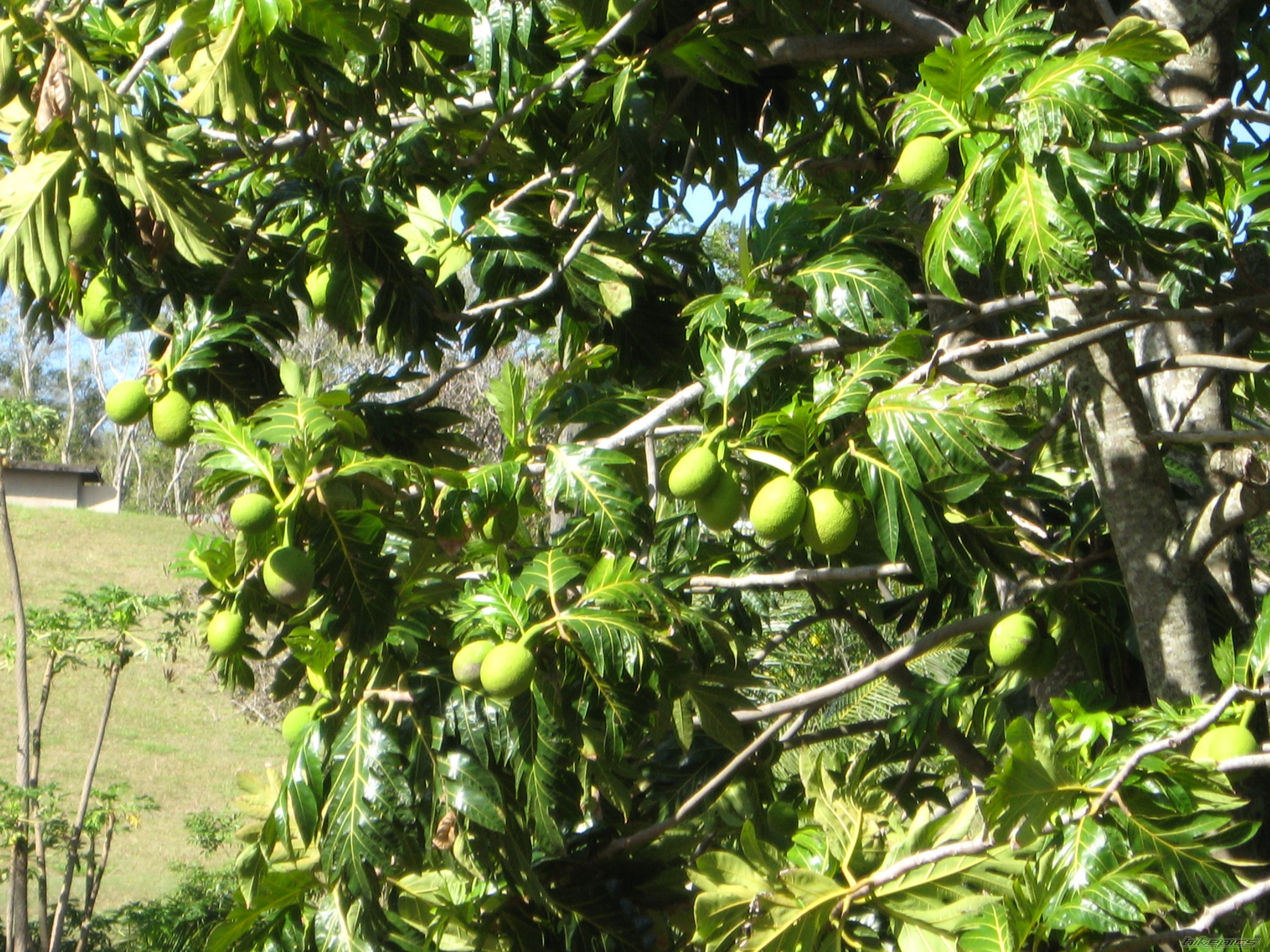 Photo 2090009