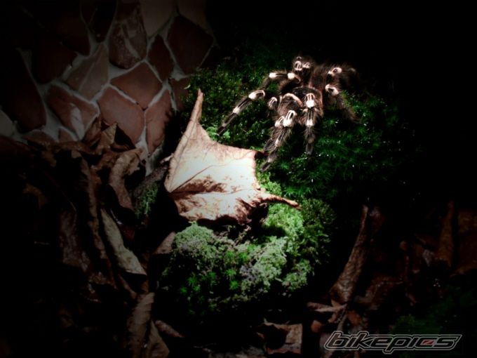 Photo 2095676