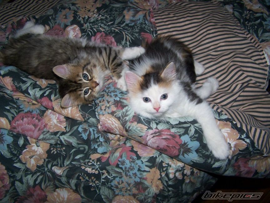 Photo 2103516