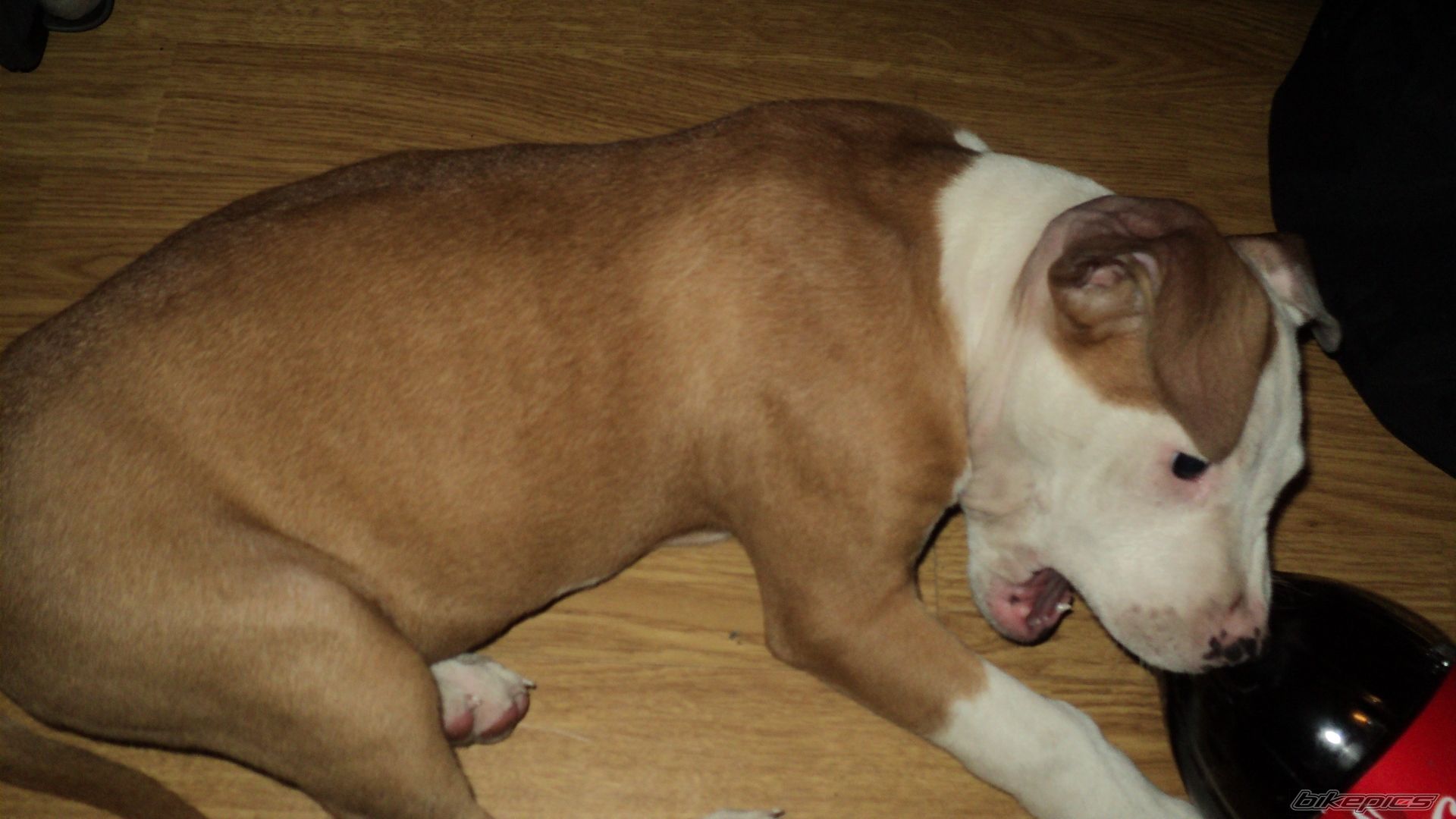 Photo 2125510