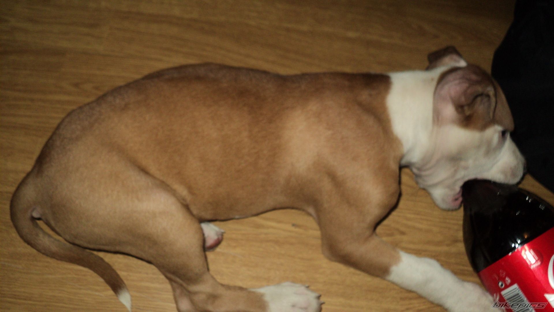 Photo 2125512