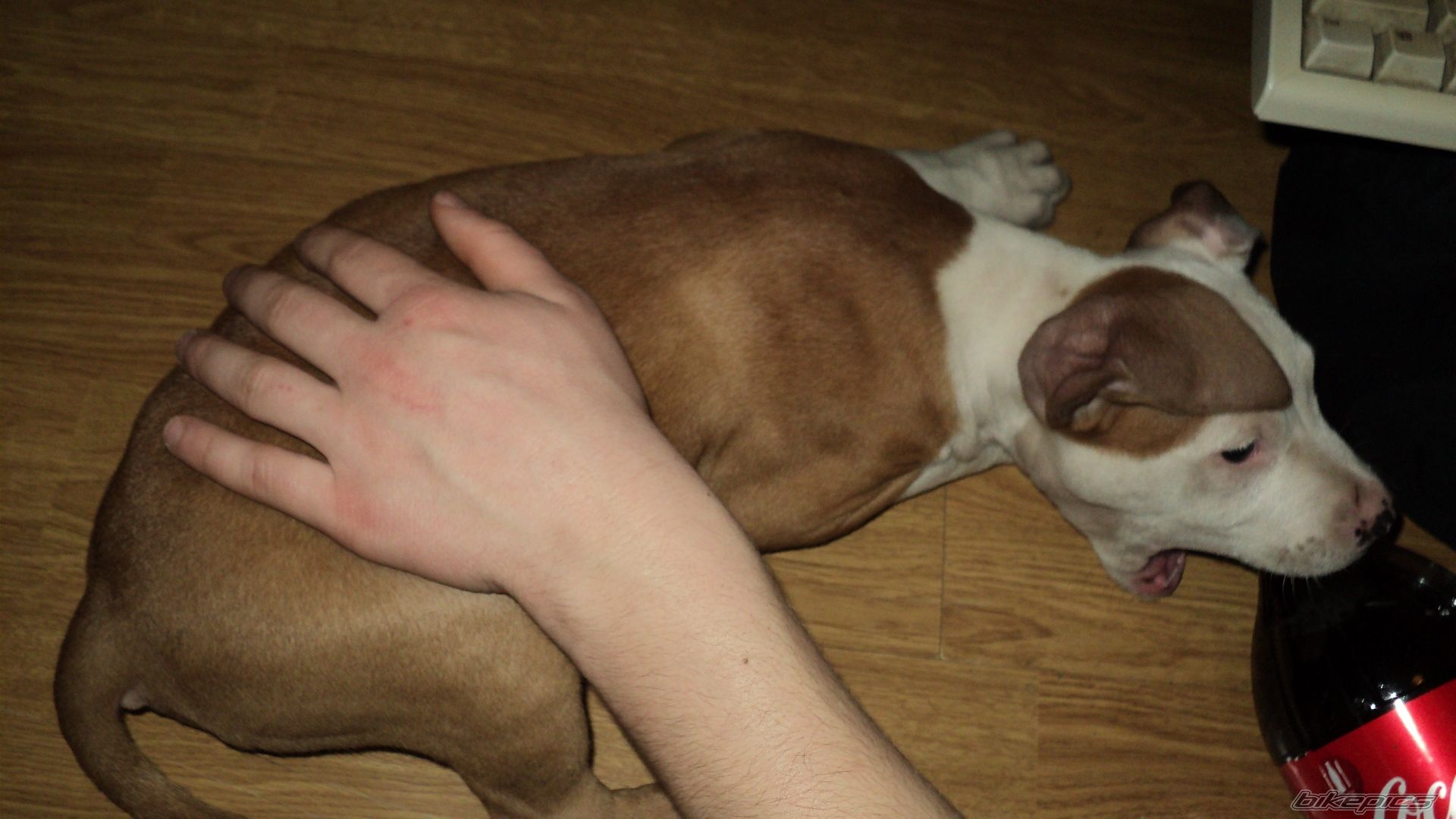 Photo 2125516