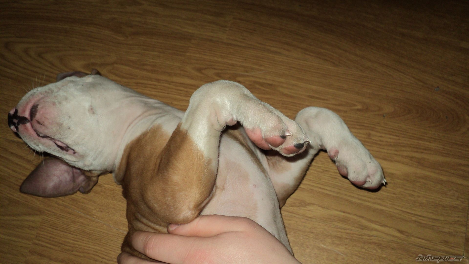 Photo 2125518