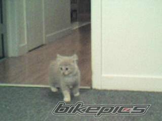 Photo 213368