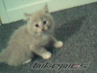 Photo 213369