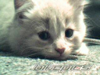 Photo 213371