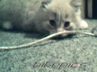 Photo 213373