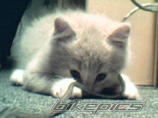 Photo 213374