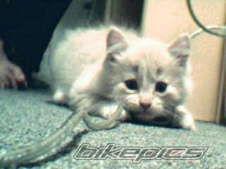 Photo 213375