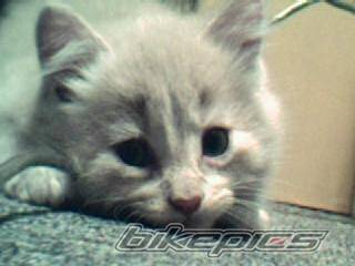 Photo 213376