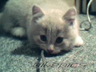 Photo 213377