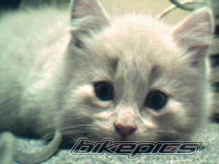 Photo 213378