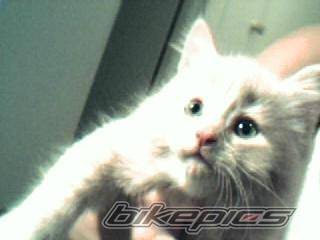 Photo 213380