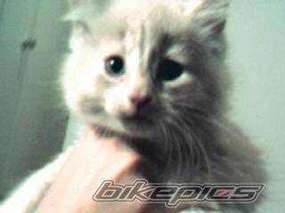 Photo 213381
