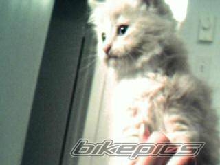 Photo 213382