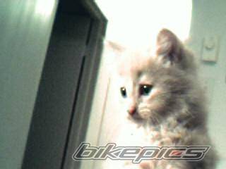Photo 213383