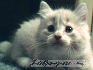 Photo 213384