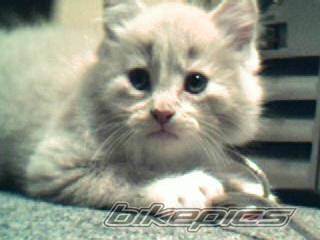 Photo 213385
